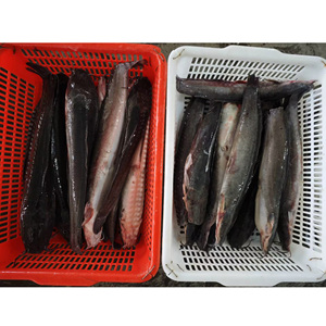 Monstre de la pêche : Poisson-chat noir entier congelé en gros, provenant de l'élevage, pour l'exportation - Product Image 5