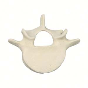 Modèle KyrenMed L5 de vertèbre lombaire en mousse solide modèle d'anatomie de squelette humain grandeur nature pour la formation en atelier d'orthopédie - Product Image 3