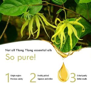 Aceite Corporal de Aceites Esenciales Puros, Rosa, Eucalipto, Ylang-Ylang, Albahaca, Refrescante para la Piel, Aromaterapia, Aceite de Masaje Perfumado, Natural - Product Image 2