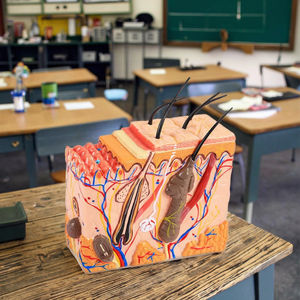 Modèle de <span class=keywords><strong>squelette</strong></span> humain pour l'enseignement de la médecine et de l'anatomie, agrandi 50 fois avec des cheveux - Product Image 4