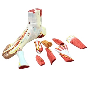 Modelo anatómico de músculo de pie humano desmontable de alta calidad con vasos sanguíneos y nervios 9 partes - Product Image 1