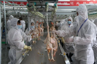 Équipement automatique d'abattage de volaille pour poulet dinde, canard et oie pour petite et grande production pour la transformation de volaille