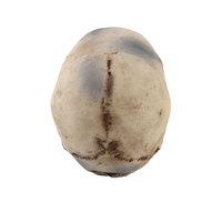 Modèle de squelette en résine personnalisé OEM, tête de crâne 3D en polyrésine, figurine décorative pour Halloween et bar à domicile, fabricant