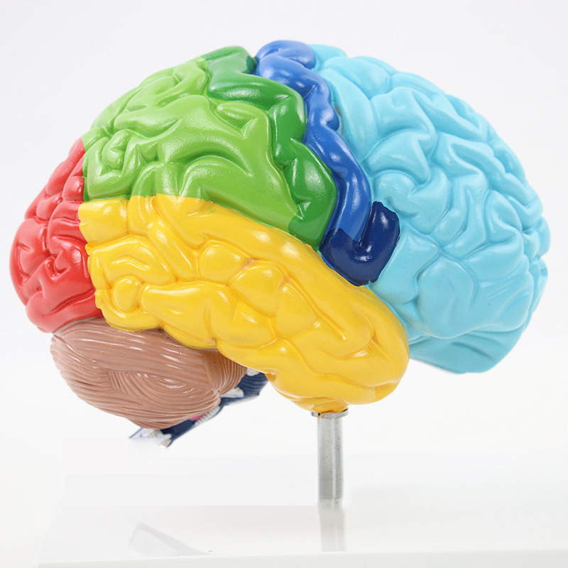 Модель человеческого мозга, анатомия и демонстрационная подставка, Полноразмерная модель с цветовым кодом для обучения науки, классной школы и учебы
