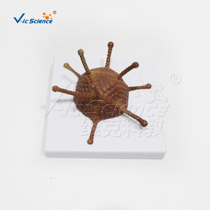 Un ensemble de quatre modèles de virus VIC-HB132 : baculovirus, adenovirus et bactériophage. - Product Image 5