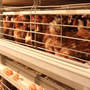 Sistema Automatico di Gabbie per Pollame Tipo A, Nuova Condizione, per Galline Ovaiole e Conigli con Nastro Trasportatore per Letame - Product Image 2