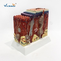 Modelo Anatómico 3D de la Estructura de la Piel Humana, Modelo de Enseñanza de las Capas de la Piel, Modelo Anatómico de PVC para la Enseñanza Médica