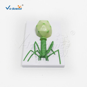 Un ensemble de quatre modèles de virus VIC-HB132 : baculovirus, adenovirus et bactériophage. - Product Image 4