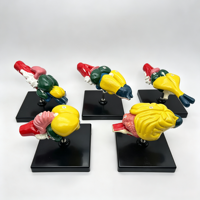 Juego de 5 Modelos de Anatomía Cerebral Diferentes (50134.03)