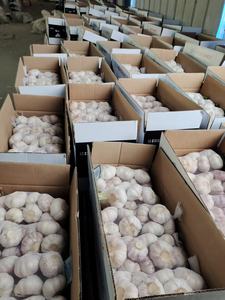 مورد الثوم الطازج الممتاز بالجملة من مصنع شاندونغ الصيني، ثوم أبيض بالجملة بسعر تنافسي ومعايير تصدير - Product Image 4