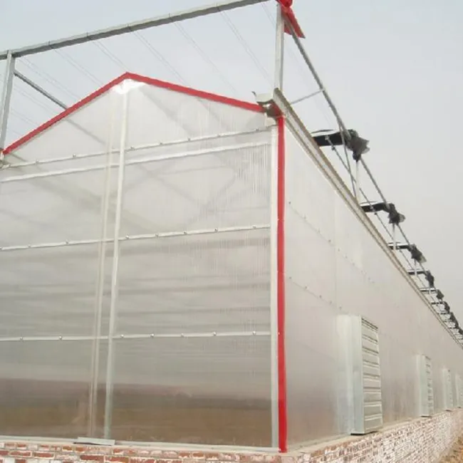 Semillas de hortalizas para la agricultura, tecnología comercial de invernadero de gran envergadura