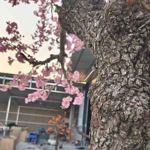 Arbre artificiel de Jacaranda bleue, Arbre à vœux, Faux arbre, Grande plante d'intérieur pour salon, Décoration de mariage - Product Image 4