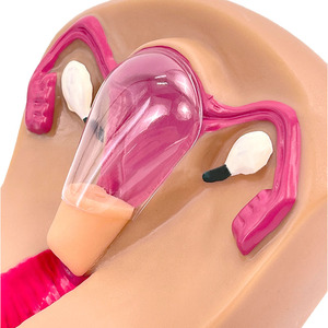 Modelo de Entrenamiento para la Colocación de Contraceptivos Intrauterinos en Mujeres - Product Image 3