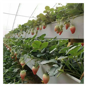 Kích thước khác nhau trồng dài máng xối Dâu Tây Trang trại một loại dọc phát triển năng suất cao nông nghiệp nhà kính - Product Image 1