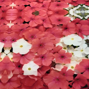 Tissu camisa de imprim 82% poliamida 18%, tecido elástico de spandex de nylon com impressão digital de 4 vias, tecido de natação - Product Image 2