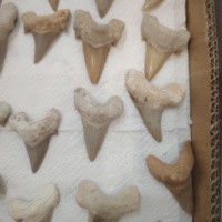 Vente en gros de dents de requin fossiles naturelles brutes, spécimens marins anciens, collection géologique marine pour la maison