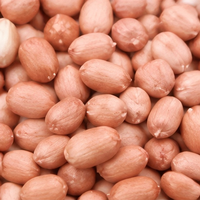 Arachides brutes en gros, noyaux d'arachides naturels, fournisseur en vrac pour la transformation alimentaire, fournisseur OEM en gros de Chine