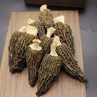 Champignon de morme sauvage de croissance naturelle de haute qualité, prix de gros