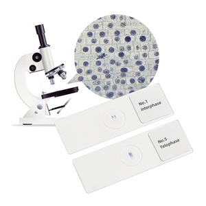 A set of 5 onion root tip cell mitotic sections (2n=16) showing cell proliferation in the root tip meristem. - Product Image 3