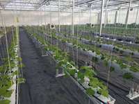 Nouveauté 2023 : Système hydroponique de culture en gouttière pour fraises, tomates, concombres et melons en serre commerciale