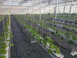 2023 nuovo arrivo sistema idroponico grondaia fragola sistema di coltivazione commerciale pomodori serra cetriolo melone sistema - Product Image 2