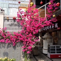 Bougainvilliers artificiels en soie orange et blancs pour décoration extérieure – Fleurs suspendues en forme de lianes