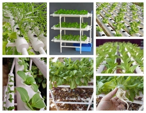 Малая домашняя вертикальная гидропонная система для выращивания растений с насосом и автоматическим поливом, простая в эксплуатации - Product Image 6