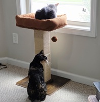 Arbre à chat moderne et haut avec perchoir et poteaux à gratter, tour de griffoir en bois écologique avec lit pour chats d'intérieur