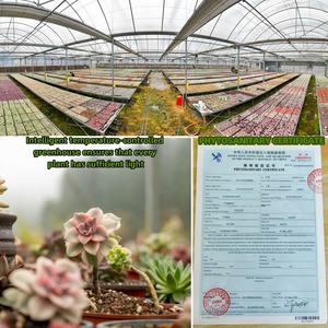 Nouveautés MINHUI : <span class=keywords><strong>Monstera</strong></span> Thai Constellation Var Araceae, plantes tropicales variegées - Product Image 6