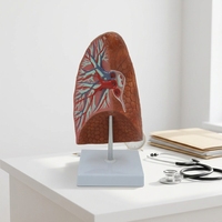 Modèle d'anatomie du poumon humain avec structures bronchiques et vasculaires pour l'enseignement de la biologie