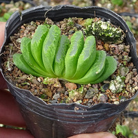 Pot pembibitan persegi Mini Modern cangkir plastik yang ditinggikan untuk pembibitan sukulen Hyacinth desain penanam Bunga bergaya