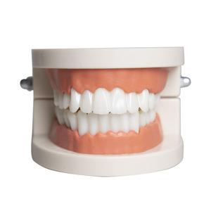 Multi-Purpose Dental Models and Molds Teaching Dentures Kindergarten Oral Cavity Practice Essential Oral <b>Hygiene</b> <b>Products</b> - Product Image 4