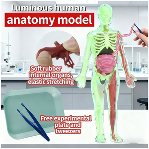Modè<span class=keywords><strong>le</strong></span> de <span class=keywords><strong>corps</strong></span> <span class=keywords><strong>humain</strong></span> souple pour enfants de 4 à 8 ans avec squelette phosphorescent <span class=keywords><strong>et</strong></span> organes en TPR souple - Product Image 5