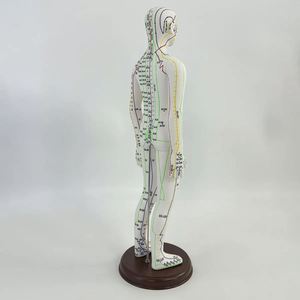 KyrenMed Modèle d'acupuncture féminin hauteur 52cm pour les professionnels PVC femelle avec points méridiens - Product Image 5