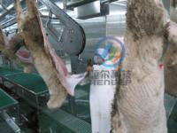 Ligne d'abattage de moutons, chèvres et agneaux halal, capacité 100-300 têtes/heure, équipement de transformation de viande de mouton pour abattoir