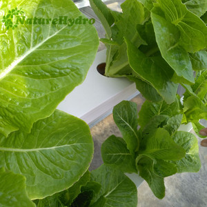 Fábrica que Suministra Sistemas de Cultivo Hidropónico NFT - Product Image 4