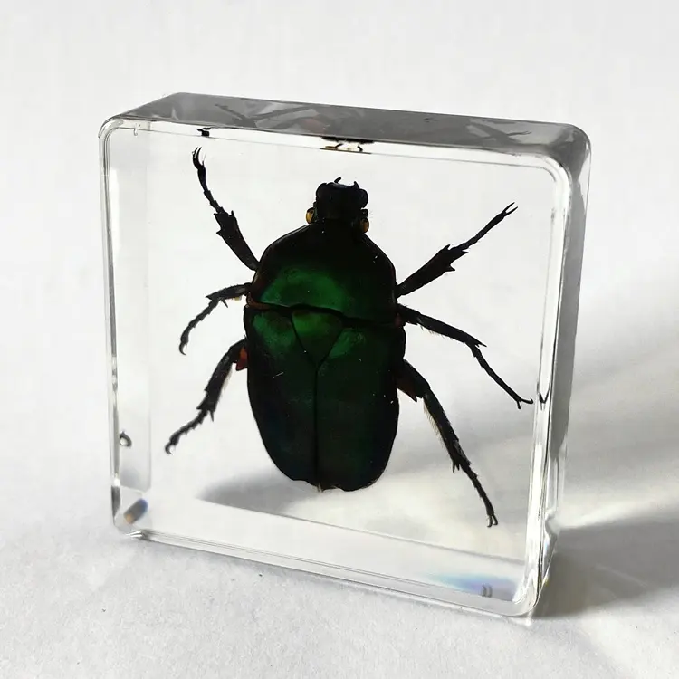 Materiale scolastico Real Colorful Insect Safe Glass giocattoli per bambini Chafer Beetle fermacarte per l'apprendimento dei bambini