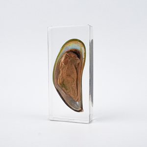 Gran oferta de fábrica, proveedor de artesanía, animales marinos, <span class=keywords><strong>mejillones</strong></span>, decoraciones, vida marina, mariscos reales, taxidermia, espécimen de resina - Product Image 3