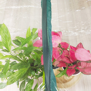 <span class=keywords><strong>Invernadero</strong></span> rectangular de flores, - Product Image 3