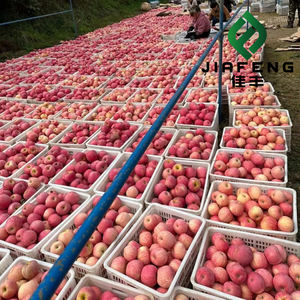 批发价苹果水果有机甜鲜红富士苹果 - Product Image 3