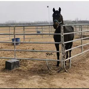 Palier de porte de compteur d'alimentation de taureaux <span class=keywords><strong>en</strong></span> <span class=keywords><strong>acier</strong></span> doux <span class=keywords><strong>galvanisé</strong></span> à chaud soudé <span class=keywords><strong>en</strong></span> continu 1m * 2.8m sans panneau Rail de bétail hauteur de 4ft - Product Image 3