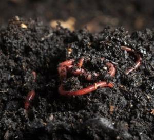Fertilizante Orgánico de Compost de Vermicompost de Proveedores Agrícolas Indios Listo para Usar - Alta Calidad, Calidad de Exportación, Excelente Precio - Product Image 1