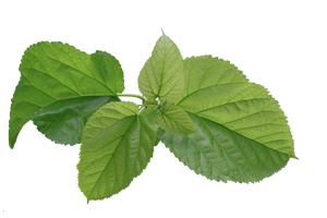 Fabrika doğrudan ek kök antosiyanin Flavones tozu yüksek kaliteli doğal otlar dut yaprağı ekstresi - Product Image 3