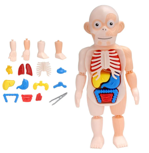 Modelo de Ciencia Educativa, juguetes educativos para niños, modelo de ensamblaje de órganos humanos, modelo de juguete de educación temprana médica para niños - Product Image 4