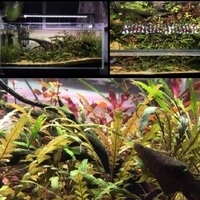 Luz LED para Acuario de Espectro Completo, Programable por Control Remoto de 8 Canales, Regulable, para Arrecifes de Coral, Tanques Marinos, Plantas, 30/45/60/75/90/120 cm