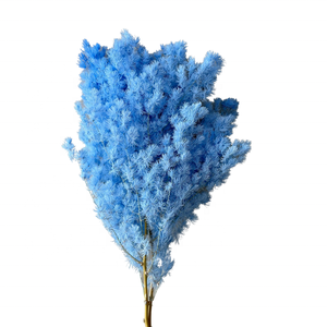 Planta Decorativa de Asparagus Myriocladus (Helecho Ming) Preservada, Flor <span class=keywords><strong>Eterna</strong></span> de Larga Duración, Venta al Por Mayor - Product Image 2