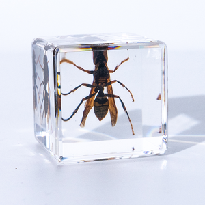 Cubo de Insectos en Papel, Especímenes de Biología, Decoración para el Hogar, Recuerdos, Regalo Conmemorativo - Product Image 4