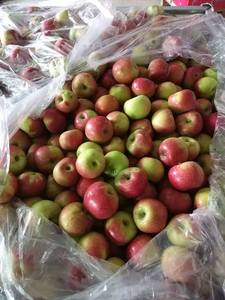 <span class=keywords><strong>Pommes</strong></span> rouges Gala et vertes Delicious, triées à la main, sans égratignures, pour supermarchés, approvisionnement mondial, directement du <span class=keywords><strong>verger</strong></span> - Product Image 5