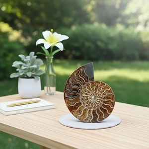 Stock local : Tranche de cristal d'ammonite rare, pierre fossile naturelle en spirale, écologique, décoration Feng Shui Bohème - Product Image 6