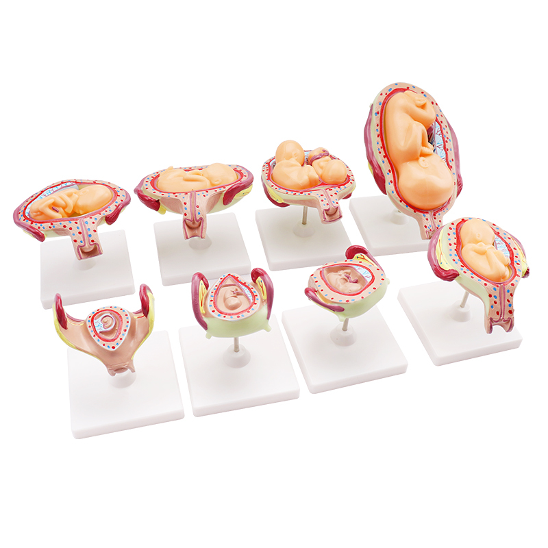 School and Hospital Education Biological Model